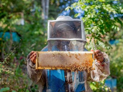 Un apicultor, a Mèxic.