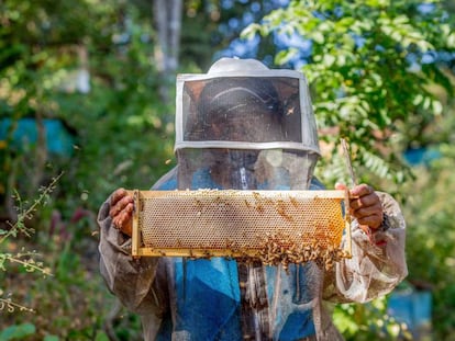 Un apicultor, a Mèxic.