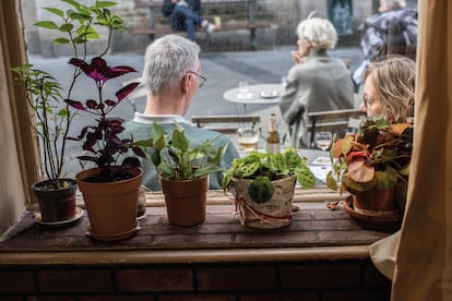 Las plantas de Adelina, cuyos esquejes comparte con sus clientes.