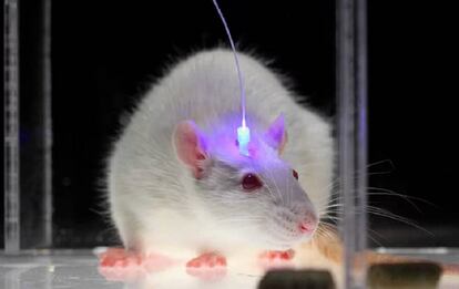 Hasta ahora, para manipular el cerebro de los ratones con luz, era necesario abrirles la cabeza