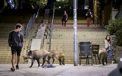 Varios jabalíes, el pasado mes de octubre, en el centro del barrio barcelonés de Vallvidrera. / Gianluca Battista