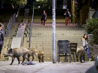 Varios jabalíes, el pasado mes de octubre, en el centro del barrio barcelonés de Vallvidrera. / Gianluca Battista