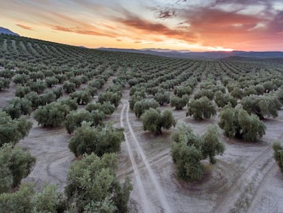 Panorámica de un olivar cerca de Torredonjimeno, en la provincia de Jaén (Andalucía).