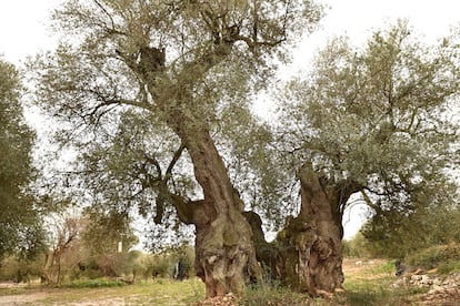 Farga aceituna