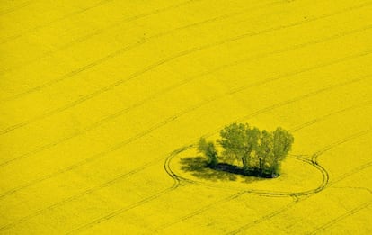 Un grupo de árboles rodeados por un mar de flores amarillas en un campo cerca de Muencheberg, Alemania. 29 de abril de 2014.