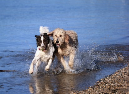 Dos perros socializan en la orilla de una playa.