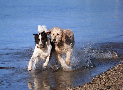 Dos perros socializan en la orilla de una playa.