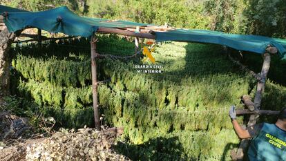 Plantacion de marihuana