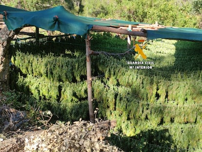 Plantación de marihuana desmantelada por la Guardia Civil en la Operación Balatí en Istán (Málaga).
