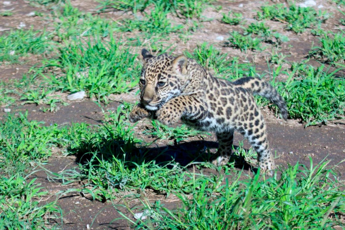 Mexican jaguar sanctuary welcomes ‘Yazu,’ a cub that will help develop a genetic bank