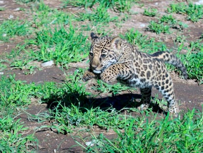 Yazu, Jaguar
