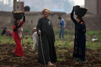 Un hombre egipcio supervisa a los trabajadores mientras cosechan patatas en un campo de la aldea Shamma, en la provincia egipcia del delta del Nilo de Al-Minufiyah.