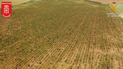 La mayor plantación de marihuana de Europa, con 415.000 plantas, intervenida hace un mes en Navarra.