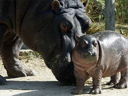 Nueva cría de hipopótamo del Zoo Aquarium