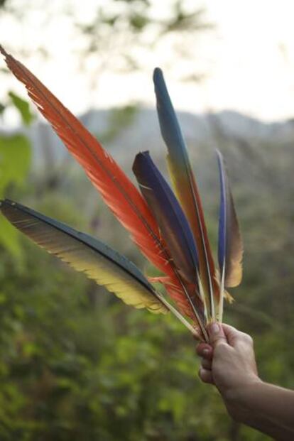 Plumas de guacamayo en el centro de Ara Macaw, en Punta Islita.