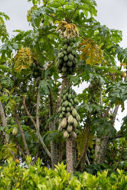 Un chamburo o 'papaya de los Andes', una fruta exótica rica en vitaminas B, calcio y probióticos, en la chakra de Laine.