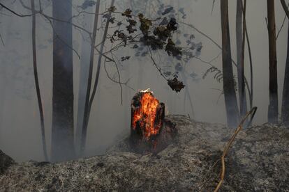 Un árbol sigue ardiendo después del incendio que se originó el 18 de junio en el distrito de Leiria, en Portugal.