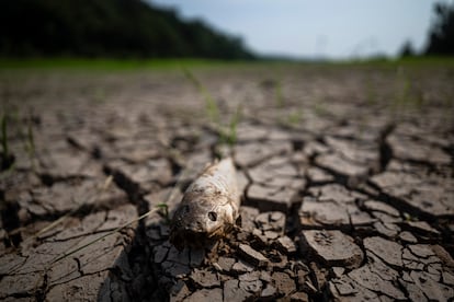 Un pez muerto en el lago Puraquequara, en Manaos (Brasil), que atraviesa por segundo año consecutivo una grave sequía.