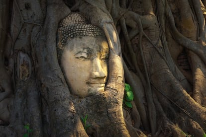 Enigmáticos templos en ruinas llenan la ciudad de Ayutthaya que, actualmente, apenas conserva parte de su esplendor, pero que en otros tiempos fue una fabulosa capital con cientos de edificaciones religiosas y palacios llenos de tesoros. Fue la capital de Siam entre 1350 y 1767, año en el que fue víctima de un brutal saqueo birmano. En su momento álgido, la ciudad tenía más de 400 templos, aunque solo algunas decenas de ellos han sido restaurados parcialmente. Lo más fotografiado es Wat Mahathat, una cabeza de Buda de arenisca apresada entre las raíces de un árbol (en la foto). Lo mejor es recorrer en bicicleta sus ruinas de ladrillo y estuco (patrimonio mundial) mientras se imagina su aspecto en su época dorada, cuando recibía mercaderes de todo el mundo. Las afueras de la ciudad deparan más atracciones, entre ellas un enorme centro de artesanía y el palacio real más ecléctico jamás visto.