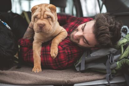 Un perro de la raza Shar Pei viajando con su dueño.