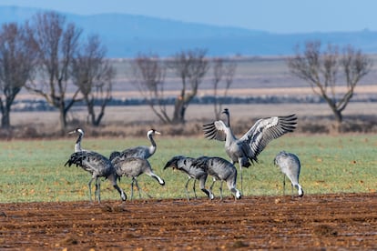 Un grupo de grullas en la Laguna de Gallocanta, en el invierno de 2023.