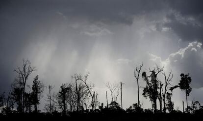 Restos de un bosque deforestado en el amazonas