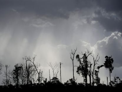 Restos de un bosque en el amazonas, deforestado en el Estado de Par&aacute;, en Brasil, para construir una carretera para el transporte ilegal de madera.