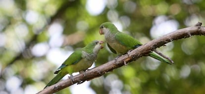 Parakeets in Madrid’s Casa de Campo.