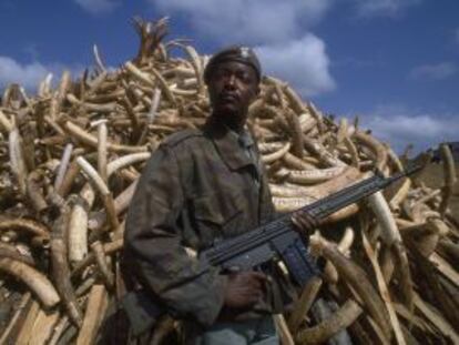 Miles de colmillos de elefante, confiscados en Zambia.