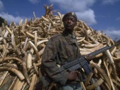 Miles de colmillos de elefante, confiscados en Zambia.