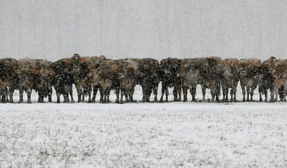 Vacas durante una ventisca cerca de Landquart (Suiza).