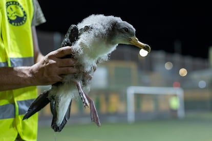 Pardelas cenicientas
