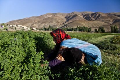 Una anciana recoge hierba para el ganado en el valle de Asif Melloul. Las mujeres son las encargadas de parte de las tareas agrícolas y del cuidado de los animales.

