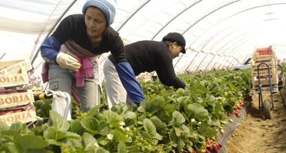 Dos mujeres trabajan en la recogida de la fresa en Huelva.