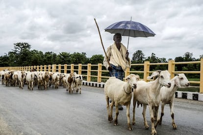 Cabras cruzando el río Tina Au, en Nepal, uno de los países más afectados por el cambio climático.