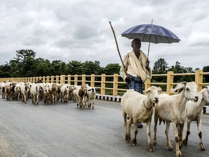 Cabras cruzando o rio Tina Au, no Nepal, um dos países mais afetados pela mudança climática.