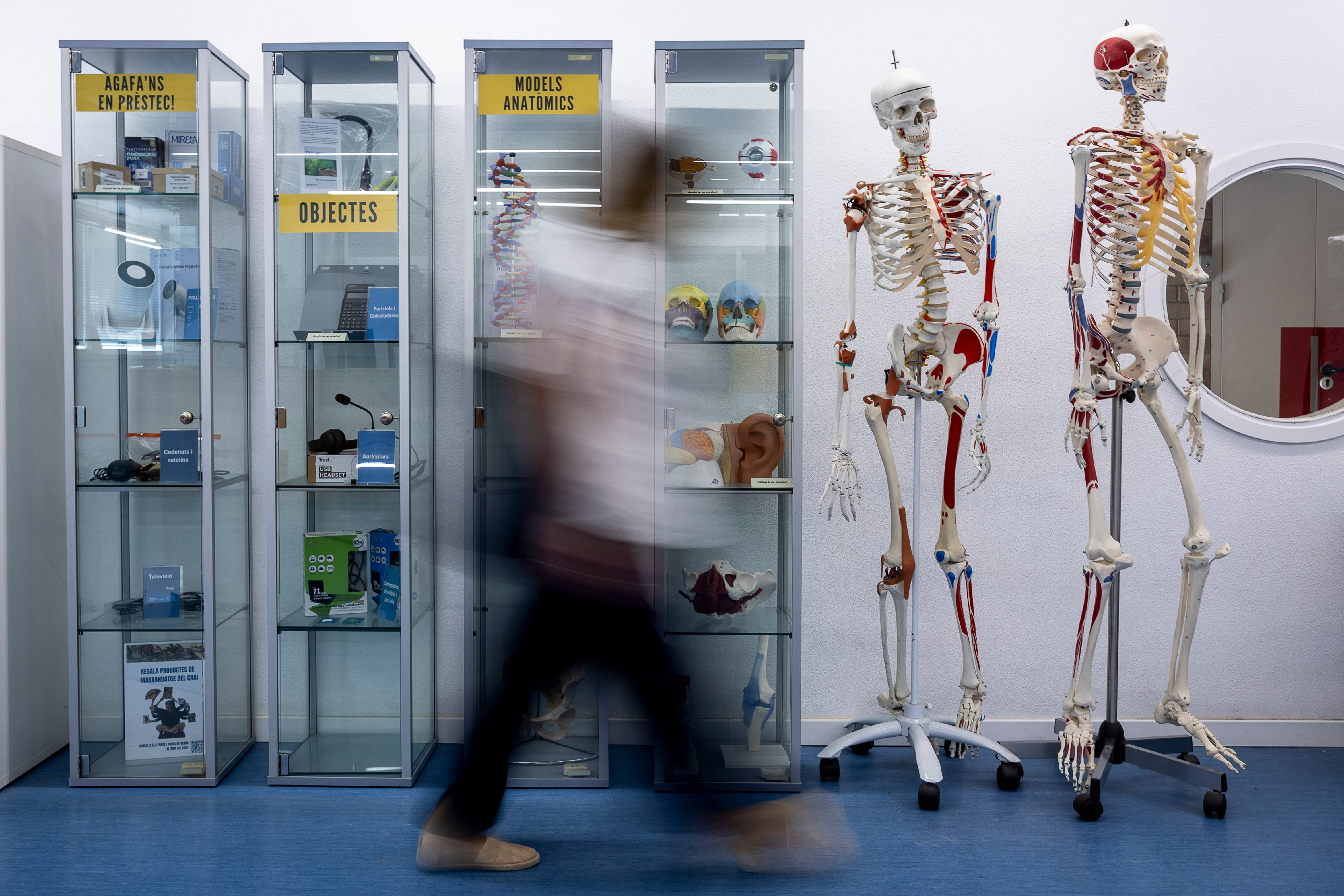 Una persona pasa por delante de unos modelos anatómicos masculinos de préstamo para su estudio de la biblioteca de la Facultad de Medicina de la Universidad de Barcelona (UB).
