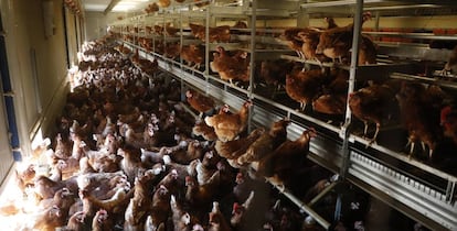 La producción ecológica y campera representa una pequeña parte del sector del huevo.