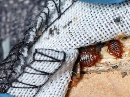 Bed bugs in the seams of a sofa bed, in L'Hay-les-Roses, near Paris, France, on September 29, 2023.