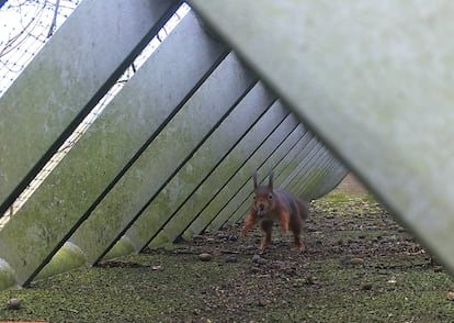 Una ardilla cruza el puente que conecta con el bosque Haagse Bos, en La Haya.