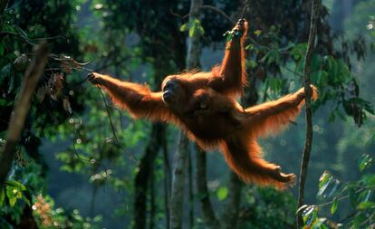 O orangotango de Bornéu é outro dos animais prejudicados diretamente pelos humanos, pelo desmatamento ilegal e competição pelo habitat, mas também pela mudança climática provocada pela emissão de gases poluentes. As florestas da Indonésia sofrem uma pressão adicional e, consequentemente, colocando em perigo a sobrevivência dos orangotangos. As chuvas aumentarão sua intensidade, acentuando o risco de inundações e mudando o ritmo de crescimento das plantas com as quais se alimentam: a quantidade de comida disponível diminuirá afetando a capacidade reprodutiva das fêmeas, afirma a WWF.