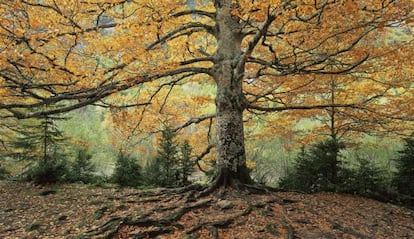 How much is a beech forest worth? Biodiversity banks are to be set up for Spanish habitats.