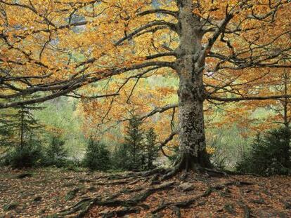 How much is a beech forest worth? Biodiversity banks are to be set up for Spanish habitats.