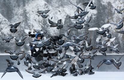 Un niño alimenta palomas, en la ribera cubierta de nieve del río Yenisei, en Divnogorsk (Rusia). 