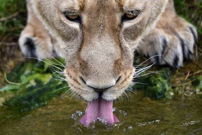 Un león bebe agua después de haber comido en el zoológico de Londres (Reino Unido).