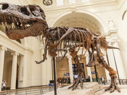 Esqueleto de tiranosaurio rex expuesto en el museo Field de Chicago. 