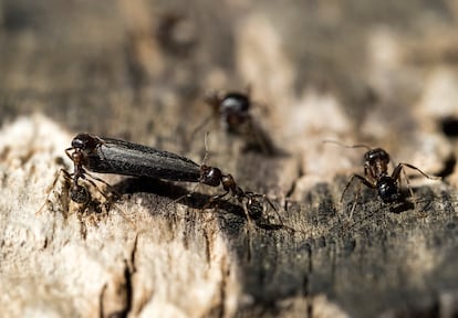 Insectos plantas europeas