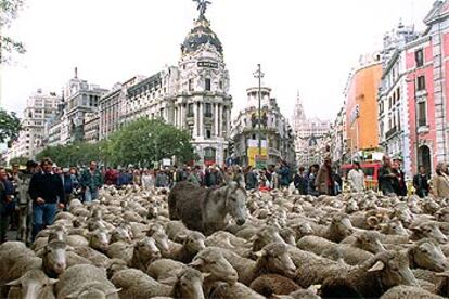 El rebaño de ovejas, a su paso por la calle Alcalá.