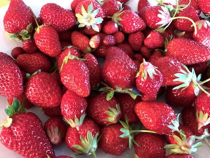 FRESAS DE MONJARAMA / CAPEL 