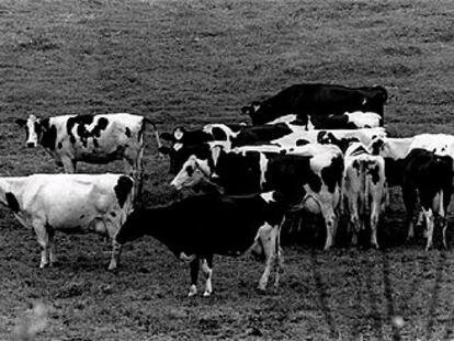 Vacas pastando en un prado en el término de Langreo (Asturias).